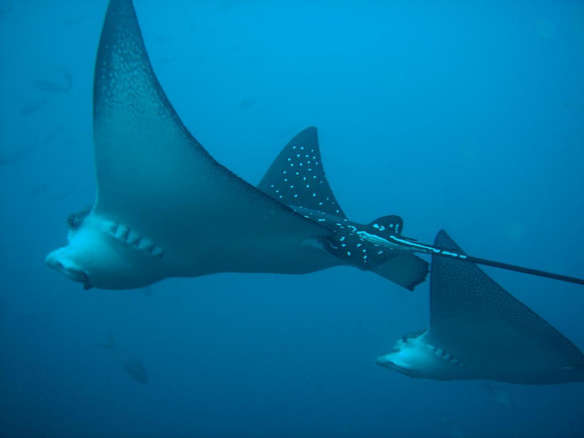 Mantaraya Lodge Puerto Lopez Bagian luar foto